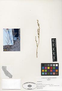 Herbarium Sheet of 